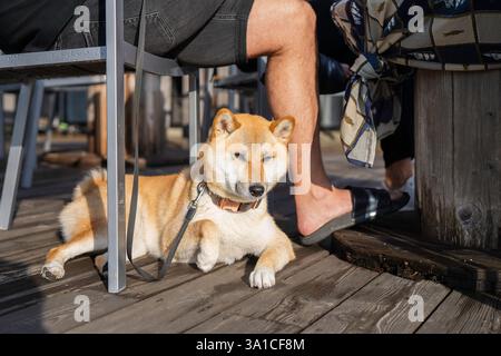 Il cane Akita riposa sulla terrazza nel caffè del porto. Akita Inu giapponese, la coraggiosa razza di caccia all'orso originale del Giappone. Foto Stock
