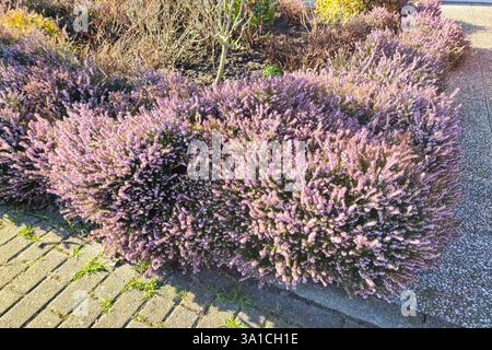 Fioritura rosa della brughiera invernale (Erica carnea) in un giardino urbano Foto Stock