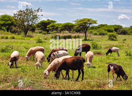 gregge di pecore nel campo dell'allevamento all'aperto in sud africa Foto Stock