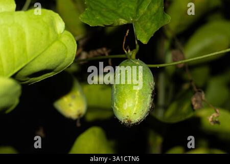 Fiorisca Il Bianco Della Zucca Dell'edera E I Grandis Scientifici Verdi Coccinia Di Nome Foglia 118071331 Fiorisca Il Bianco Della Zucca Dell'edera E I Grandis Scientifici Verdi Coccinia Di Nome Foglia 118071331