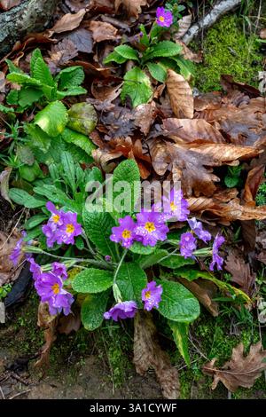 La Primula vulgaris, la primula comune, è una specie di pianta in fiore della famiglia delle Primulaceae, originaria dell'Eurasia. Foto Stock