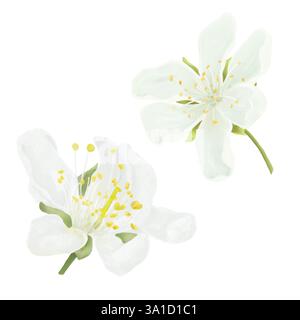 Fiori primaverili in fiore di meli e ciliegi con delicati petali e stami gialli. Illustrazione digitale acquerello. Gemme bianche isolate su WI Foto Stock
