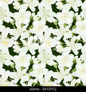 Fiori primaverili in fiore con petali delicati e stami gialli, motivo senza cuciture. Illustrazione digitale acquerello. Boccioli bianchi isolati su dorso bianco Foto Stock