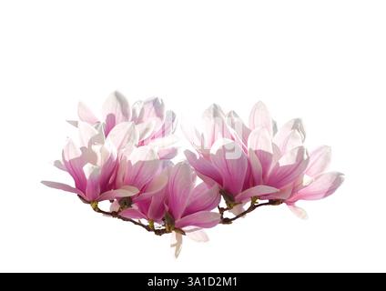 Ramo con fiori di Magnolia rosa isolato su sfondo bianco. Foto Stock