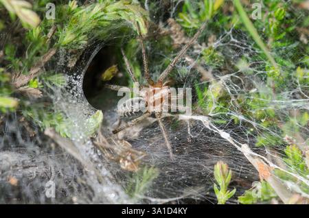 Ragno labirinto maschile (Agelena labyrinthica). Agelenidae. Sussex, Regno Unito Foto Stock