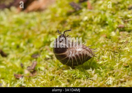 Pillola comune Millipede che si dispiega dalla palla 3 di 4 (Glomeris marginata). Glomeridae. Sussex, Regno Unito Foto Stock