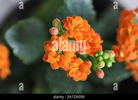 Fiorista kalanchoe primo piano (Kalanchoe blossfeldiana) Foto Stock