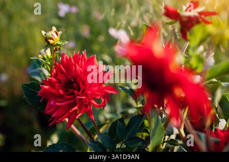 Primo piano di fiori rossi di dahlia che fioriscono nel giardino estivo. Sfondo floreale. Spazio Foto Stock