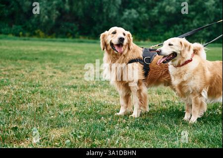 Due Golden retriever sono all'aperto sul campo verde. Foto Stock