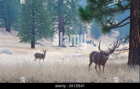 California Mule Deer (Odocoileus hemionus californicus) presso lo Yosemite National Park, California. Anteprime irregolari. Buck con Doe. Foto Stock