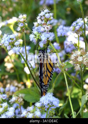 Farfalla Monarch (Danaus plexippus) Fiori blu (Conoclinium coelestinum). San Pietroburgo, Florida Foto Stock