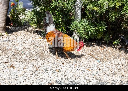 Il sole di gennaio a George Town, le Isole Cayman Foto Stock