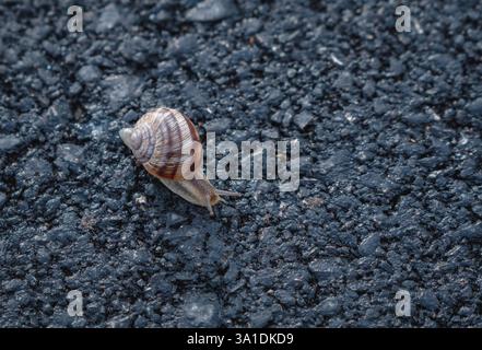Lumaca a movimento lento - Ritratto su superficie in calcestruzzo nero Foto Stock