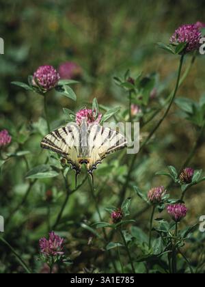Una scarsa farfalla a coda di rondine con ali pallide a righe nere si appoggia su un fiore di trifoglio rosa. Lo sfondo verde sfocato migliora il contrasto del Foto Stock