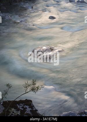 Un fiume che scorre velocemente si muove intorno alle rocce sparse, creando un effetto sfocato morbido. Una piccola pianta cresce su una roccia muschiata in primo piano, simboleggiando res Foto Stock