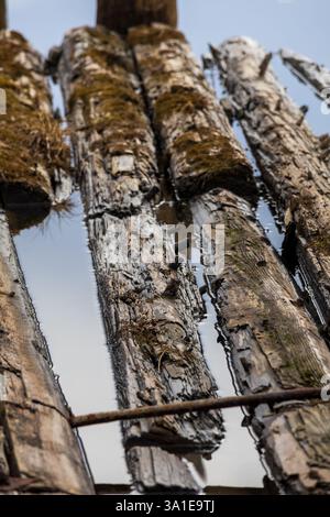 Pontile galleggiante in decomposizione fatto di tronchi, ricoperti di muschio, che si getta nell'acqua, mostrando la natura che recupera strutture artificiali Foto Stock