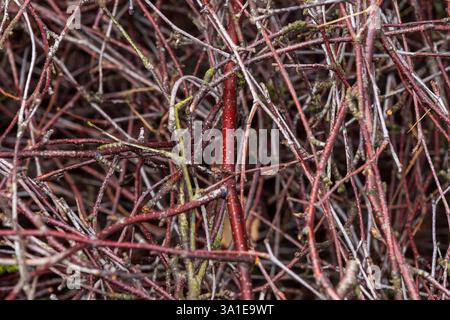 Un conglomerato di sottili ramoscelli rossi e marroni, che assomiglia alla costruzione di un nido di uccello Foto Stock