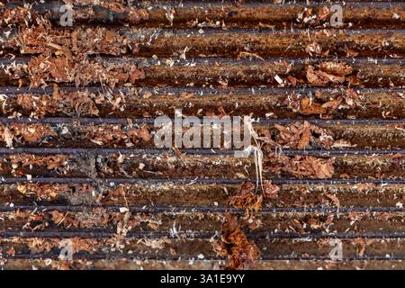 Primo piano di una ruota dentata piccola e densamente dentata ricoperta di segatura, pezzi di corteccia degli alberi e sporcizia Foto Stock