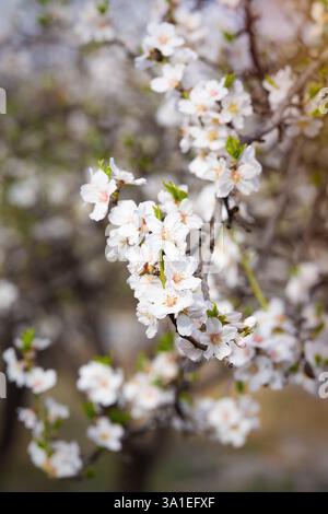 Rami di mandorle fiorite su un albero. Foto Stock
