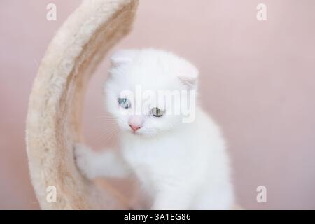 Gatto bianco britannico Shorthair seduto su una sedia Foto Stock