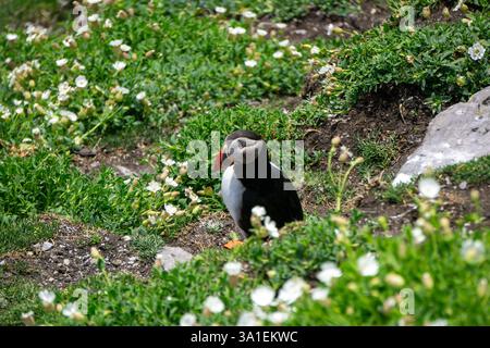 Puffin che riposa sulle scogliere rocciose di Skellig Michael County Kerry Irlanda, Uno splendido nido di uccelli marini nella remota e selvaggia costa irlandese Foto Stock