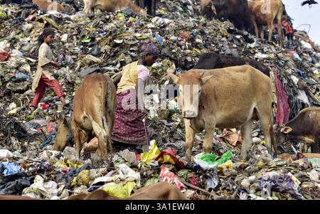 Guwahati, Guwahati, India. 8 marzo 2025. Una donna raccoglitrice di rifiuti raccoglie il materiale di scarto da una discarica di rifiuti durante la giornata mondiale della donna a Guwahati in India sabato 8 marzo 2025. Foto-DASARATH DEKA (Credit Image: © Dasarath Deka/ZUMA Press Wire) SOLO PER USO EDITORIALE! Non per USO commerciale! Foto Stock