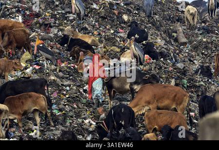 Guwahati, Guwahati, India. 8 marzo 2025. Una donna raccoglitrice di rifiuti raccoglie il materiale di scarto da una discarica di rifiuti durante la giornata mondiale della donna a Guwahati in India sabato 8 marzo 2025. Foto-DASARATH DEKA (Credit Image: © Dasarath Deka/ZUMA Press Wire) SOLO PER USO EDITORIALE! Non per USO commerciale! Foto Stock