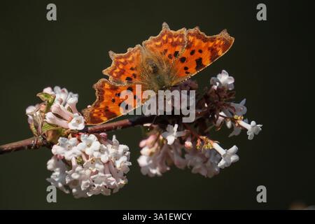 C-falter Polygonia c-album, Syn.: Nymphalis c-album ist ein Schmetterling Tagfalter aus der Familie der Edelfalter Nymphalidae, hier im Forstbotanischen Garten in Köln. *** C-moth Polygonia c-album, SYN.: Nymphalis c-album è una farfalla della famiglia Nymphalidae, qui nel giardino botanico forestale di Colonia. Nordrhein-Westfalen Deutschland, Germania GMS18728 Foto Stock