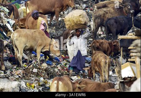 Guwahati, Guwahati, India. 8 marzo 2025. Una donna raccoglitrice di rifiuti raccoglie il materiale di scarto da una discarica di rifiuti durante la giornata mondiale della donna a Guwahati in India sabato 8 marzo 2025. Foto-DASARATH DEKA (Credit Image: © Dasarath Deka/ZUMA Press Wire) SOLO PER USO EDITORIALE! Non per USO commerciale! Foto Stock