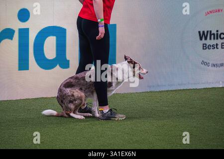 Il Young Kennel Club - Agility Dog of the Year Finals è un evento di prim'ordine che mette in mostra il meglio dell'agilità canina. I migliori cani agili e i loro team dedicati competono in campi impegnativi che mettono alla prova velocità, precisione e lavoro di squadra. Organizzata dal Young Kennel Club e supportata dal Kennel Club, questa competizione dinamica celebra l'eccellenza nell'agilità e nello sport dei cani, attirando appassionati da tutto il Regno Unito. Birmingham, Regno Unito 08/03/2025 Ehimetalor Unuabona/Alamy Live News Foto Stock
