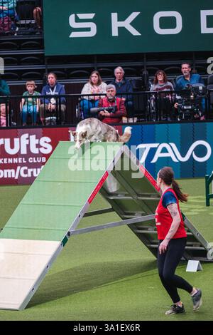 Il Young Kennel Club - Agility Dog of the Year Finals è un evento di prim'ordine che mette in mostra il meglio dell'agilità canina. I migliori cani agili e i loro team dedicati competono in campi impegnativi che mettono alla prova velocità, precisione e lavoro di squadra. Organizzata dal Young Kennel Club e supportata dal Kennel Club, questa competizione dinamica celebra l'eccellenza nell'agilità e nello sport dei cani, attirando appassionati da tutto il Regno Unito. Birmingham, Regno Unito 08/03/2025 Ehimetalor Unuabona/Alamy Live News Foto Stock