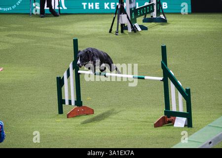 Il Young Kennel Club - Agility Dog of the Year Finals è un evento di prim'ordine che mette in mostra il meglio dell'agilità canina. I migliori cani agili e i loro team dedicati competono in campi impegnativi che mettono alla prova velocità, precisione e lavoro di squadra. Organizzata dal Young Kennel Club e supportata dal Kennel Club, questa competizione dinamica celebra l'eccellenza nell'agilità e nello sport dei cani, attirando appassionati da tutto il Regno Unito. Birmingham, Regno Unito 08/03/2025 Ehimetalor Unuabona/Alamy Live News Foto Stock