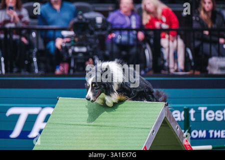 Il Young Kennel Club - Agility Dog of the Year Finals è un evento di prim'ordine che mette in mostra il meglio dell'agilità canina. I migliori cani agili e i loro team dedicati competono in campi impegnativi che mettono alla prova velocità, precisione e lavoro di squadra. Organizzata dal Young Kennel Club e supportata dal Kennel Club, questa competizione dinamica celebra l'eccellenza nell'agilità e nello sport dei cani, attirando appassionati da tutto il Regno Unito. Birmingham, Regno Unito 08/03/2025 Ehimetalor Unuabona/Alamy Live News Foto Stock
