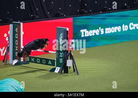 Il Young Kennel Club - Agility Dog of the Year Finals è un evento di prim'ordine che mette in mostra il meglio dell'agilità canina. I migliori cani agili e i loro team dedicati competono in campi impegnativi che mettono alla prova velocità, precisione e lavoro di squadra. Organizzata dal Young Kennel Club e supportata dal Kennel Club, questa competizione dinamica celebra l'eccellenza nell'agilità e nello sport dei cani, attirando appassionati da tutto il Regno Unito. Birmingham, Regno Unito 08/03/2025 Ehimetalor Unuabona/Alamy Live News Foto Stock