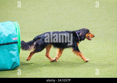 Il Young Kennel Club - Agility Dog of the Year Finals è un evento di prim'ordine che mette in mostra il meglio dell'agilità canina. I migliori cani agili e i loro team dedicati competono in campi impegnativi che mettono alla prova velocità, precisione e lavoro di squadra. Organizzata dal Young Kennel Club e supportata dal Kennel Club, questa competizione dinamica celebra l'eccellenza nell'agilità e nello sport dei cani, attirando appassionati da tutto il Regno Unito. Birmingham, Regno Unito 08/03/2025 Ehimetalor Unuabona/Alamy Live News Foto Stock