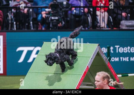Il Young Kennel Club - Agility Dog of the Year Finals è un evento di prim'ordine che mette in mostra il meglio dell'agilità canina. I migliori cani agili e i loro team dedicati competono in campi impegnativi che mettono alla prova velocità, precisione e lavoro di squadra. Organizzata dal Young Kennel Club e supportata dal Kennel Club, questa competizione dinamica celebra l'eccellenza nell'agilità e nello sport dei cani, attirando appassionati da tutto il Regno Unito. Birmingham, Regno Unito 08/03/2025 Ehimetalor Unuabona/Alamy Live News Foto Stock