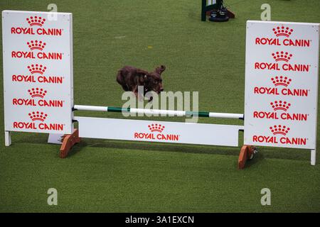 Il Young Kennel Club - Agility Dog of the Year Finals è un evento di prim'ordine che mette in mostra il meglio dell'agilità canina. I migliori cani agili e i loro team dedicati competono in campi impegnativi che mettono alla prova velocità, precisione e lavoro di squadra. Organizzata dal Young Kennel Club e supportata dal Kennel Club, questa competizione dinamica celebra l'eccellenza nell'agilità e nello sport dei cani, attirando appassionati da tutto il Regno Unito. Birmingham, Regno Unito 08/03/2025 Ehimetalor Unuabona/Alamy Live News Foto Stock