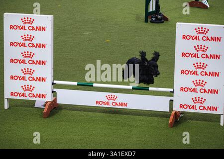 Il Young Kennel Club - Agility Dog of the Year Finals è un evento di prim'ordine che mette in mostra il meglio dell'agilità canina. I migliori cani agili e i loro team dedicati competono in campi impegnativi che mettono alla prova velocità, precisione e lavoro di squadra. Organizzata dal Young Kennel Club e supportata dal Kennel Club, questa competizione dinamica celebra l'eccellenza nell'agilità e nello sport dei cani, attirando appassionati da tutto il Regno Unito. Birmingham, Regno Unito 08/03/2025 Ehimetalor Unuabona/Alamy Live News Foto Stock