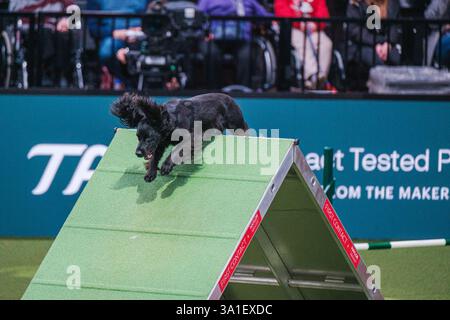 Il Young Kennel Club - Agility Dog of the Year Finals è un evento di prim'ordine che mette in mostra il meglio dell'agilità canina. I migliori cani agili e i loro team dedicati competono in campi impegnativi che mettono alla prova velocità, precisione e lavoro di squadra. Organizzata dal Young Kennel Club e supportata dal Kennel Club, questa competizione dinamica celebra l'eccellenza nell'agilità e nello sport dei cani, attirando appassionati da tutto il Regno Unito. Birmingham, Regno Unito 08/03/2025 Ehimetalor Unuabona/Alamy Live News Foto Stock