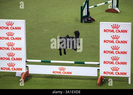 Il Young Kennel Club - Agility Dog of the Year Finals è un evento di prim'ordine che mette in mostra il meglio dell'agilità canina. I migliori cani agili e i loro team dedicati competono in campi impegnativi che mettono alla prova velocità, precisione e lavoro di squadra. Organizzata dal Young Kennel Club e supportata dal Kennel Club, questa competizione dinamica celebra l'eccellenza nell'agilità e nello sport dei cani, attirando appassionati da tutto il Regno Unito. Birmingham, Regno Unito 08/03/2025 Ehimetalor Unuabona/Alamy Live News Foto Stock