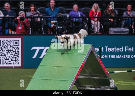 Il Young Kennel Club - Agility Dog of the Year Finals è un evento di prim'ordine che mette in mostra il meglio dell'agilità canina. I migliori cani agili e i loro team dedicati competono in campi impegnativi che mettono alla prova velocità, precisione e lavoro di squadra. Organizzata dal Young Kennel Club e supportata dal Kennel Club, questa competizione dinamica celebra l'eccellenza nell'agilità e nello sport dei cani, attirando appassionati da tutto il Regno Unito. Birmingham, Regno Unito 08/03/2025 Ehimetalor Unuabona/Alamy Live News Foto Stock