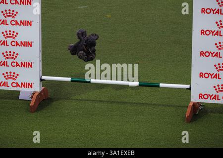 Il Young Kennel Club - Agility Dog of the Year Finals è un evento di prim'ordine che mette in mostra il meglio dell'agilità canina. I migliori cani agili e i loro team dedicati competono in campi impegnativi che mettono alla prova velocità, precisione e lavoro di squadra. Organizzata dal Young Kennel Club e supportata dal Kennel Club, questa competizione dinamica celebra l'eccellenza nell'agilità e nello sport dei cani, attirando appassionati da tutto il Regno Unito. Birmingham, Regno Unito 08/03/2025 Ehimetalor Unuabona/Alamy Live News Foto Stock