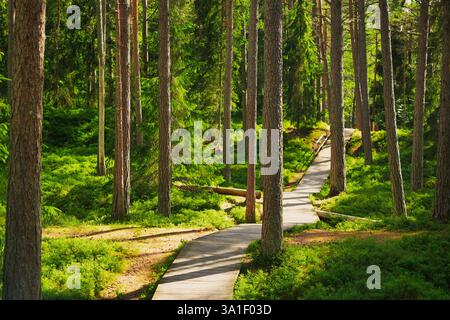 Una tranquilla foresta caratterizzata da alti pini e da un tortuoso sentiero in legno. Il percorso è circondato da un rigoglioso sottobosco verde, creando un'atmosfera tranquilla Foto Stock
