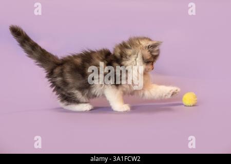Un simpatico gattino ragdoll crossbreed davanti allo sfondo viola dello studio Foto Stock