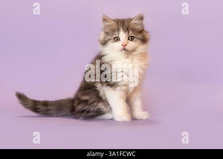 Un simpatico gattino ragdoll crossbreed davanti allo sfondo viola dello studio Foto Stock