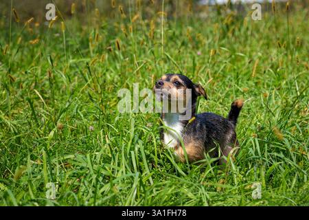 Un simpatico cane nero entra nella natura Foto Stock