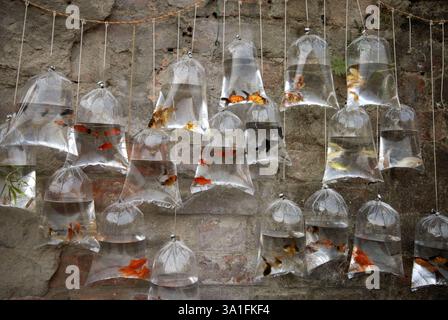 Pesci, varie specie di pesci tenuti in vendita in sacchetto di plastica, India, Asia Foto Stock