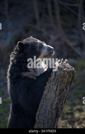 Orso spettrale (Tremarctos ornatus) o orso andino, prigioniero, Germania Foto Stock