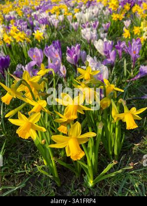 Spring Daffodils e Crocus in primavera fioriscono Foto Stock