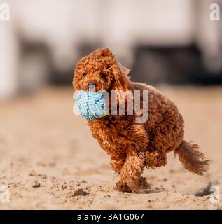 Felice e soffice cane cockapoo che tiene in mano il giocattolo sulla spiaggia Foto Stock